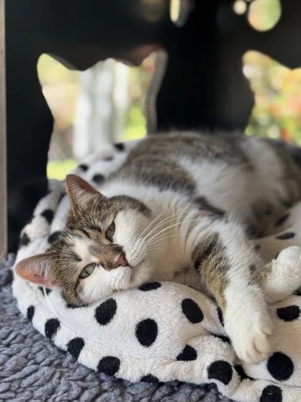 Orak, female European Shorthair for adoption at Fondation Brigitte Bardot, Paris