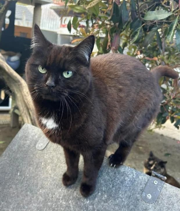 Camaieu, female European Shorthair for adoption at Fondation Brigitte Bardot, Paris