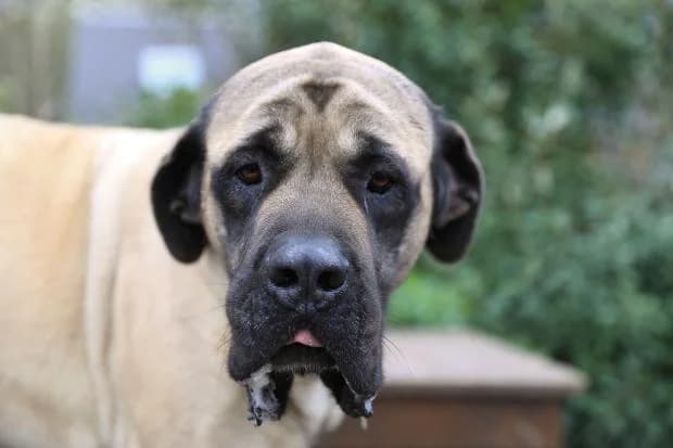 Saya, female Mastiff for adoption at Fondation Brigitte Bardot, Paris