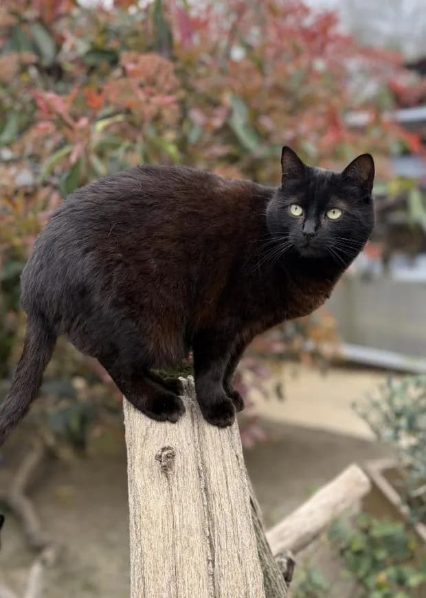 Zita, female European Shorthair for adoption at Fondation Brigitte Bardot, Paris