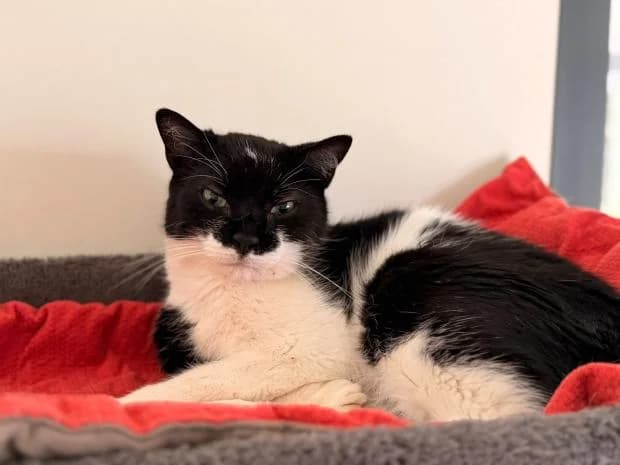 Ella, female European Shorthair for adoption at Fondation Brigitte Bardot, Paris
