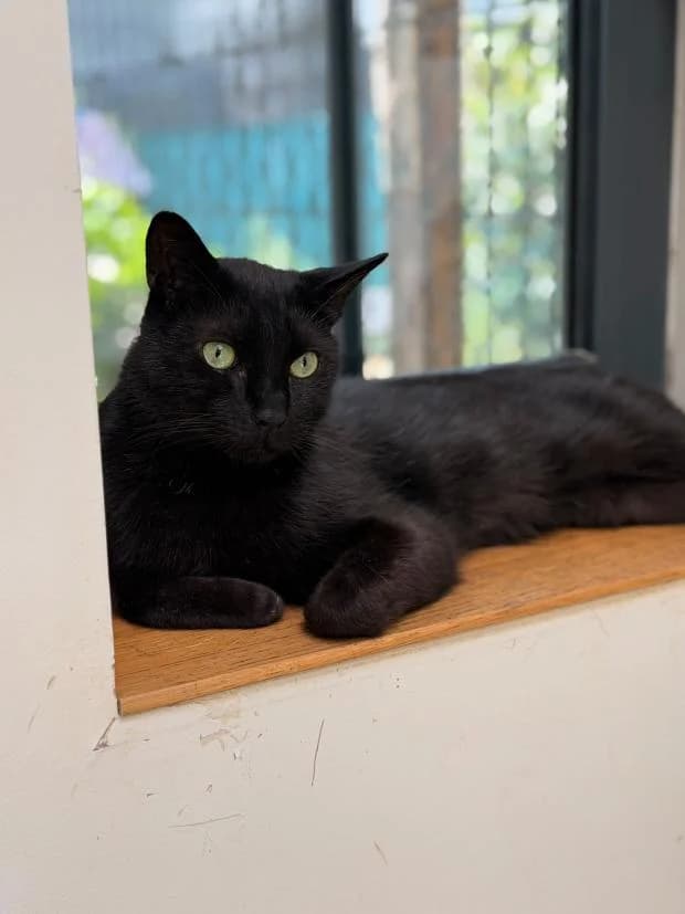 Bounty, male European Shorthair for adoption at Fondation Brigitte Bardot, Paris