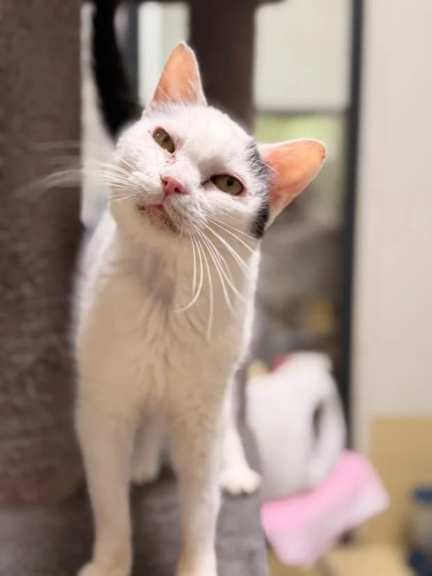 Suzie, female European Shorthair for adoption at Fondation Brigitte Bardot, Paris