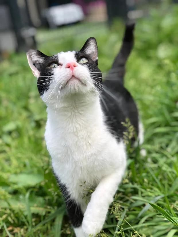 Tarzan, male Mixed Breed for adoption at Fondation Brigitte Bardot, Paris