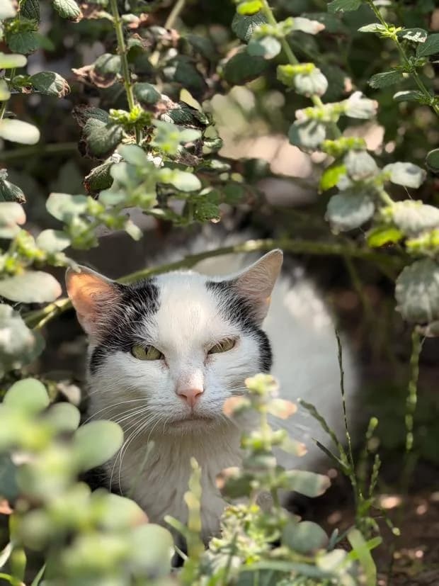Percy, male European Shorthair for adoption at Fondation Brigitte Bardot, Paris