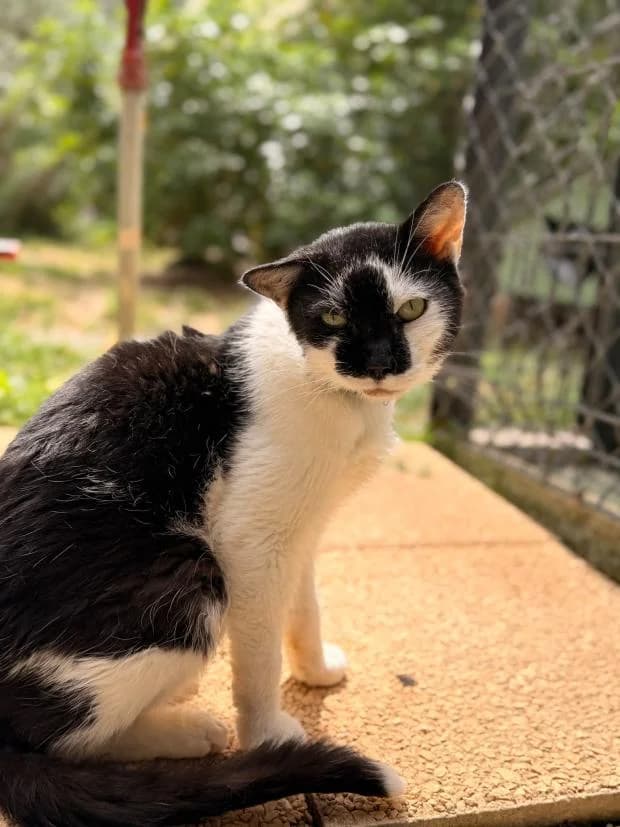 Pedro, male Mixed Breed for adoption at Fondation Brigitte Bardot, Paris