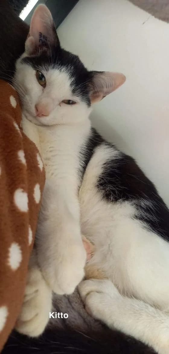 Kitto, male European Shorthair for adoption at Fondation Brigitte Bardot, Paris