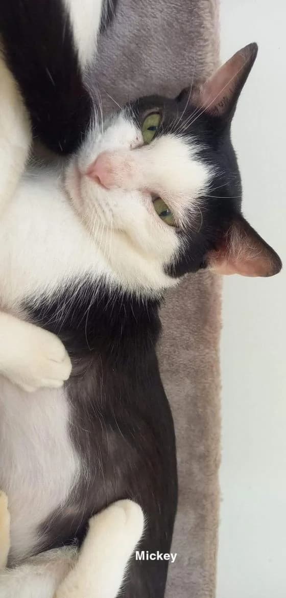 Mickey, male European Shorthair for adoption at Fondation Brigitte Bardot, Paris