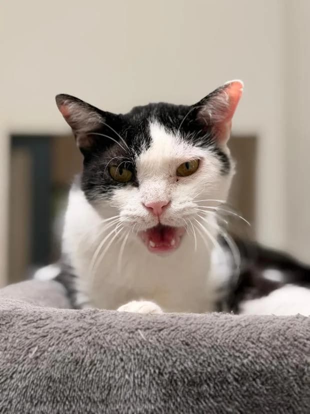 Giny, female European Shorthair for adoption at Fondation Brigitte Bardot, Paris