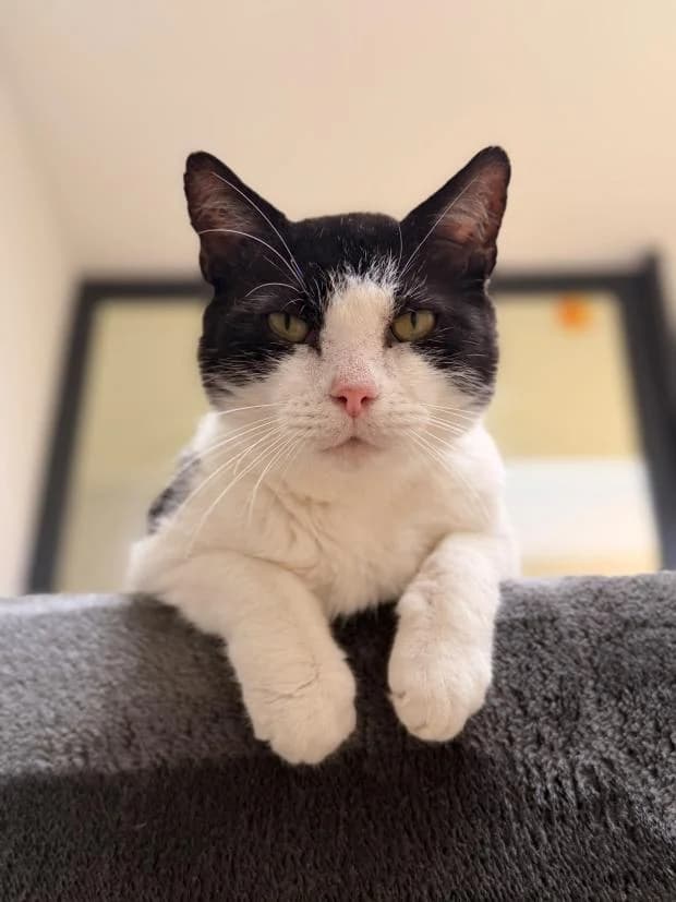 Popaye, male European Shorthair for adoption at Fondation Brigitte Bardot, Paris