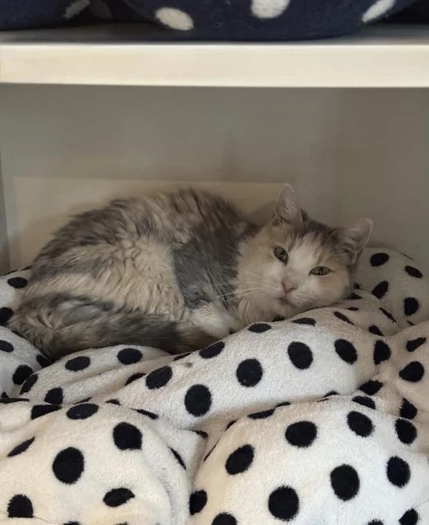 Rosemay Dite Rosy, female European Shorthair for adoption at Fondation Brigitte Bardot, Paris