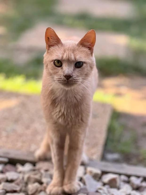 Melon, male European Shorthair for adoption at Fondation Brigitte Bardot, Paris