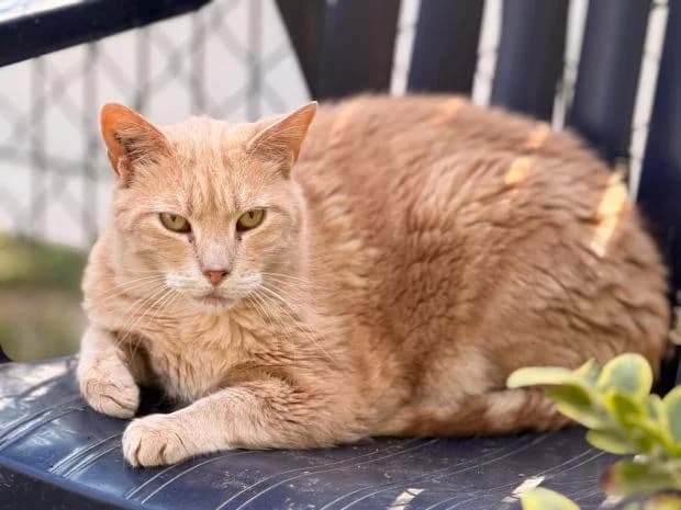 Chataigne, male European Shorthair for adoption at Fondation Brigitte Bardot, Paris
