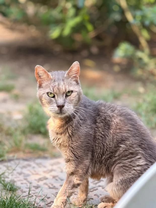 Noix De Coco, male European Shorthair for adoption at Fondation Brigitte Bardot, Paris