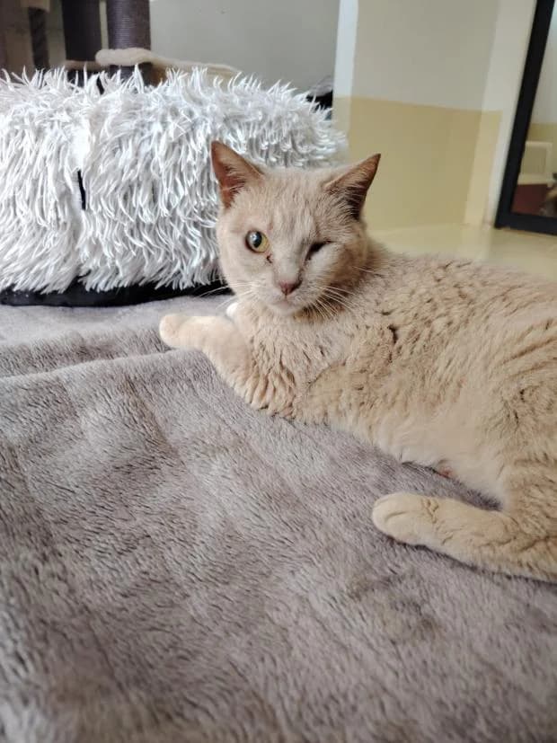 Mirabelle, female Mixed Breed for adoption at Fondation Brigitte Bardot, Paris