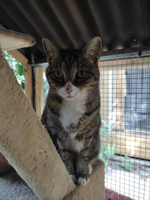 Nina, female Mixed Breed for adoption at Fondation Brigitte Bardot, Paris