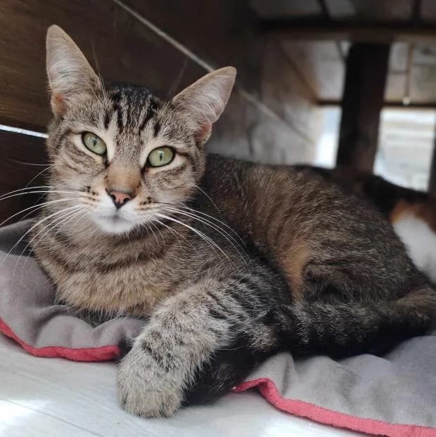 Malcolm, male European Shorthair for adoption at Fondation Brigitte Bardot, Paris