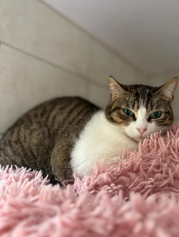 Filoutte, female European Shorthair for adoption at Fondation Brigitte Bardot, Paris