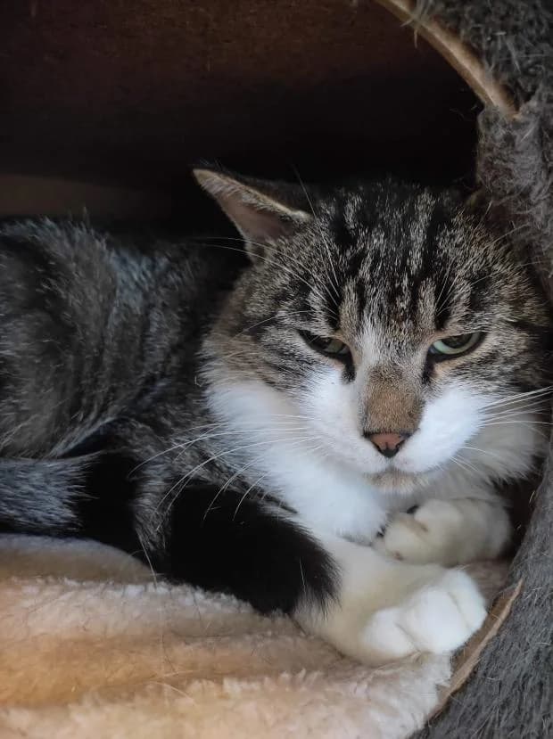 Joshua, male European Shorthair for adoption at Fondation Brigitte Bardot, Paris