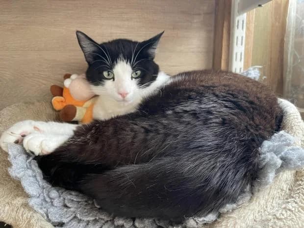 Lookea, female European Shorthair for adoption at Fondation Brigitte Bardot, Paris