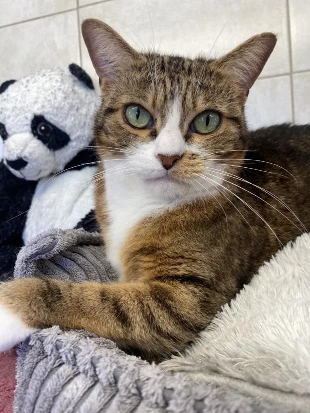 Pinkie, female European Shorthair for adoption at Fondation Brigitte Bardot, Paris