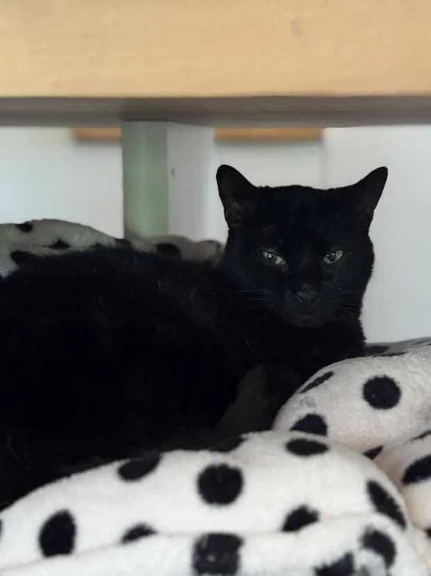 Bobia, male Mixed Breed for adoption at Fondation Brigitte Bardot, Paris