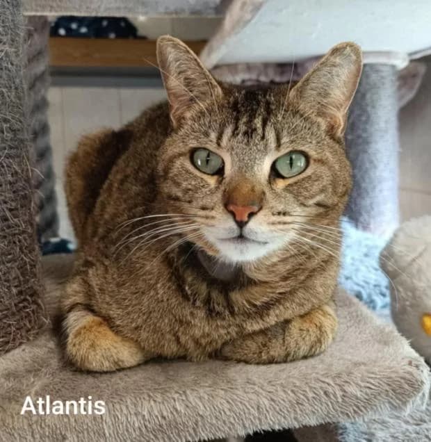 Atlantis, male Mixed Breed for adoption at Fondation Brigitte Bardot, Paris