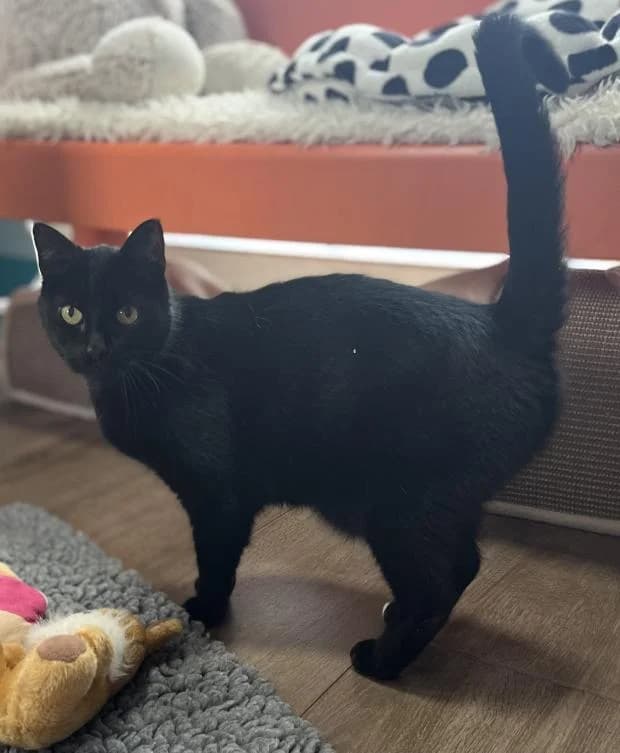 Nils, male Mixed Breed for adoption at Fondation Brigitte Bardot, Paris