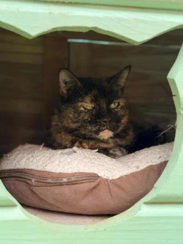 Plume, female European Shorthair for adoption at Fondation Brigitte Bardot, Paris