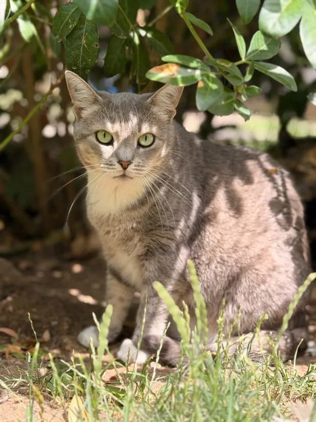 Boop, female European Shorthair for adoption at Fondation Brigitte Bardot, Paris