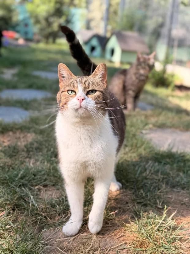 Sully, male European Shorthair for adoption at Fondation Brigitte Bardot, Paris