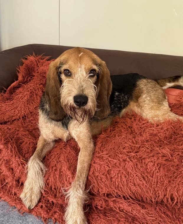 Mousse Ex Leiko, male Mixed Breed for adoption at Fondation Brigitte Bardot, Paris