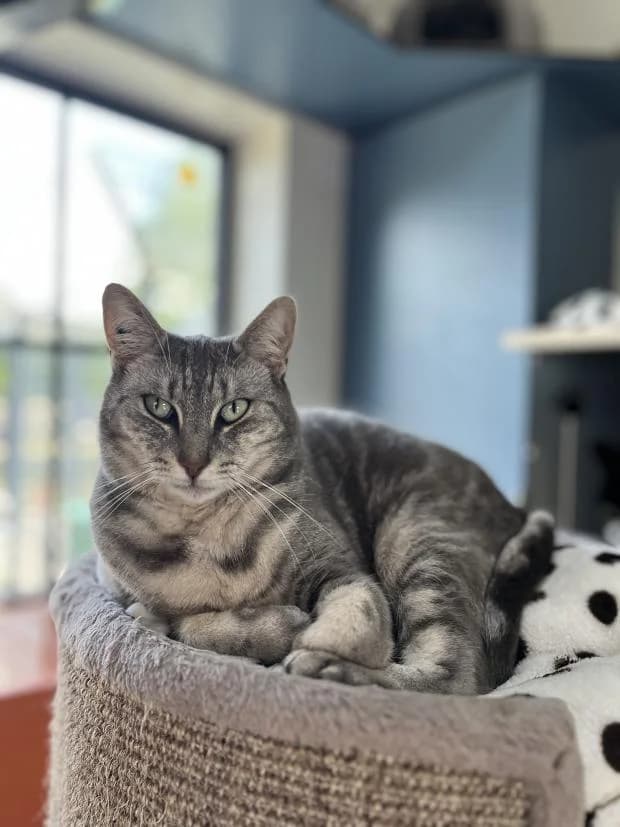 Shamarane, female European Shorthair for adoption at Fondation Brigitte Bardot, Paris