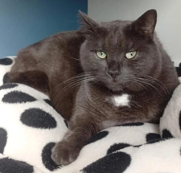 Chasu, female European Shorthair for adoption at Fondation Brigitte Bardot, Paris