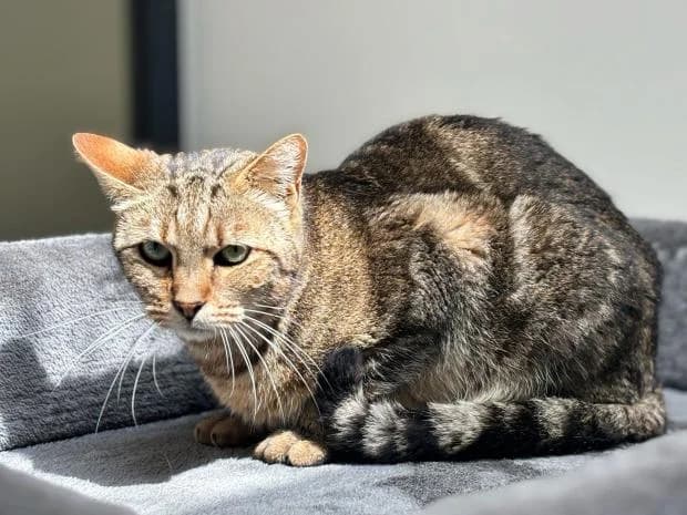 Bubble, male European Shorthair for adoption at Fondation Brigitte Bardot, Paris