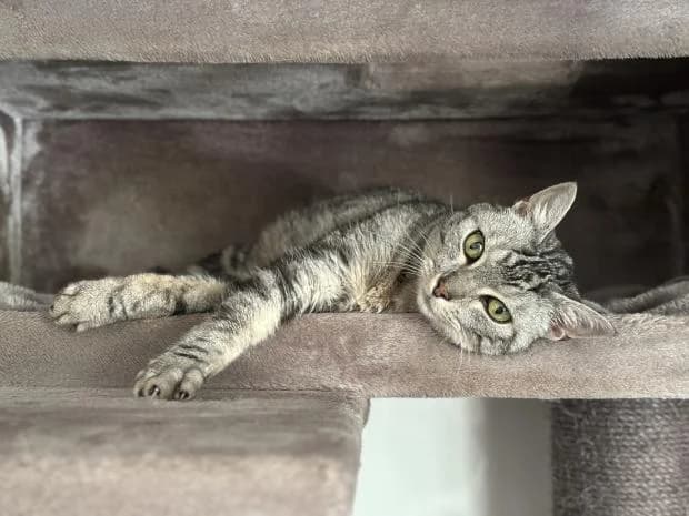Tino, male European Shorthair for adoption at Fondation Brigitte Bardot, Paris