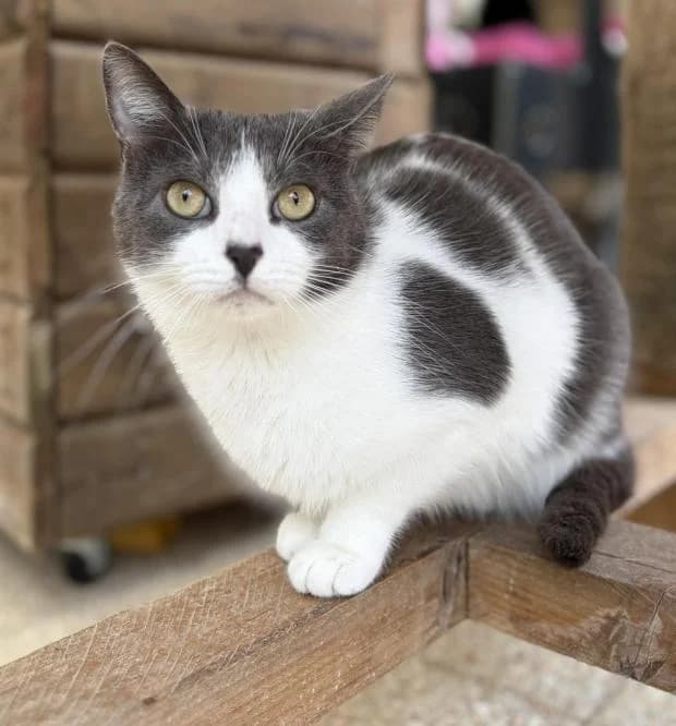 Pet Shop, male European Shorthair for adoption at Fondation Brigitte Bardot, Paris