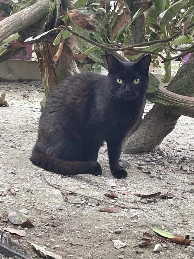 Ganache, female European Shorthair for adoption at Fondation Brigitte Bardot, Paris