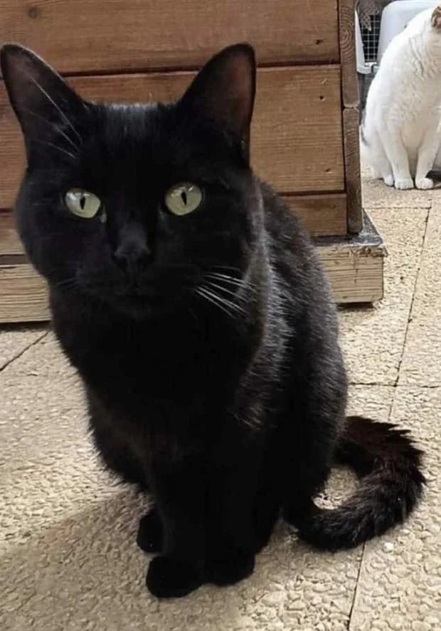 Ganache, female European Shorthair for adoption at Fondation Brigitte Bardot, Paris