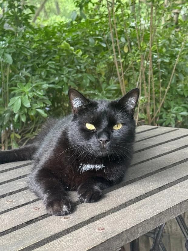 Till, male European Shorthair for adoption at Fondation Brigitte Bardot, Paris