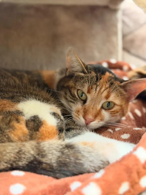 Uma, female European Shorthair for adoption at Fondation Brigitte Bardot, Paris