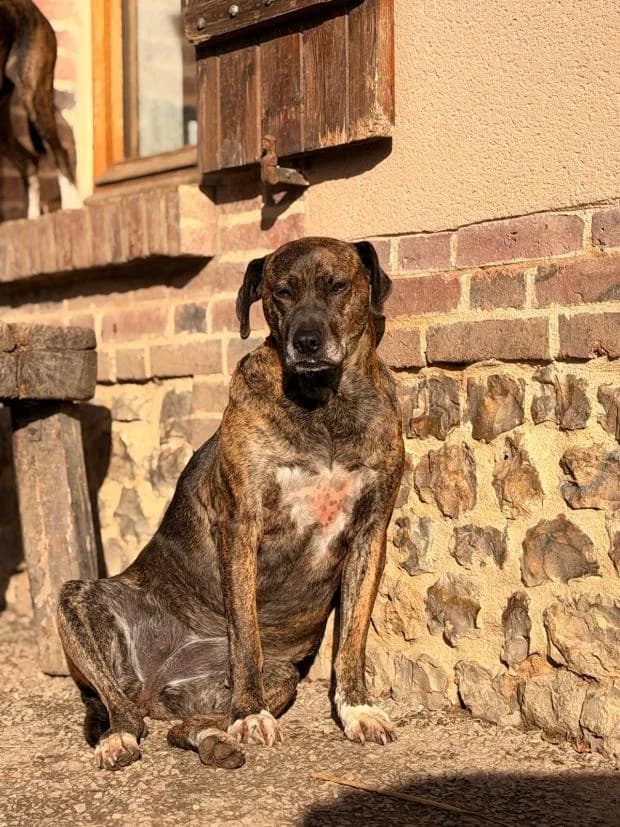 Saphir, female Mixed Breed for adoption at Fondation Brigitte Bardot, Paris