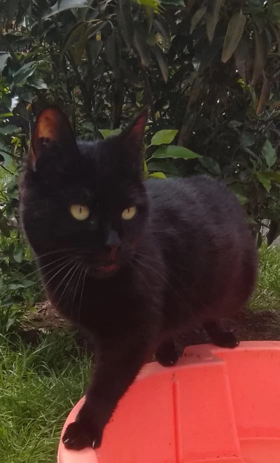 Aria, female European Shorthair for adoption at Fondation Brigitte Bardot, Paris