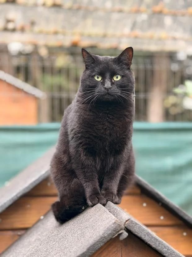 Mira, female European Shorthair for adoption at Fondation Brigitte Bardot, Paris