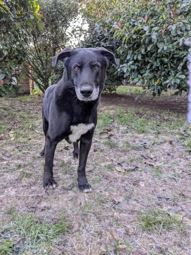 Falko, male Mixed Breed for adoption at Fondation Brigitte Bardot, Paris