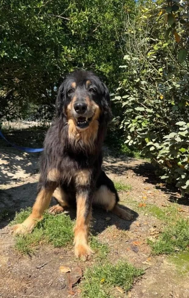 Havana, female Mixed Breed for adoption at Fondation Brigitte Bardot, Paris