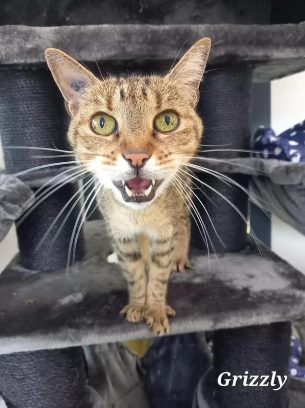 Grizzly, male European Shorthair for adoption at Fondation Brigitte Bardot, Paris