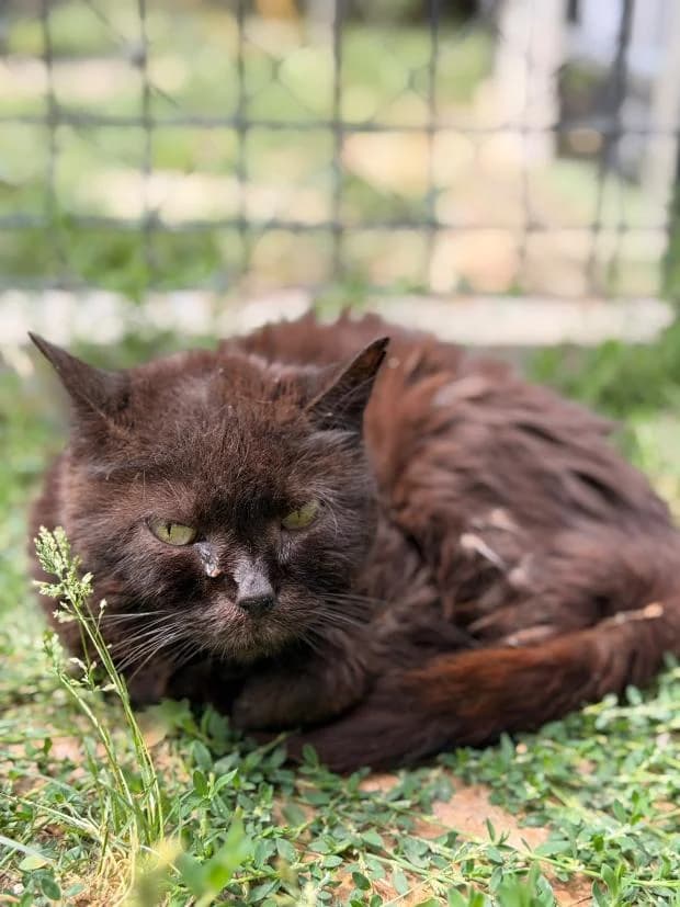 Pompom, female Mixed Breed for adoption at Fondation Brigitte Bardot, Paris