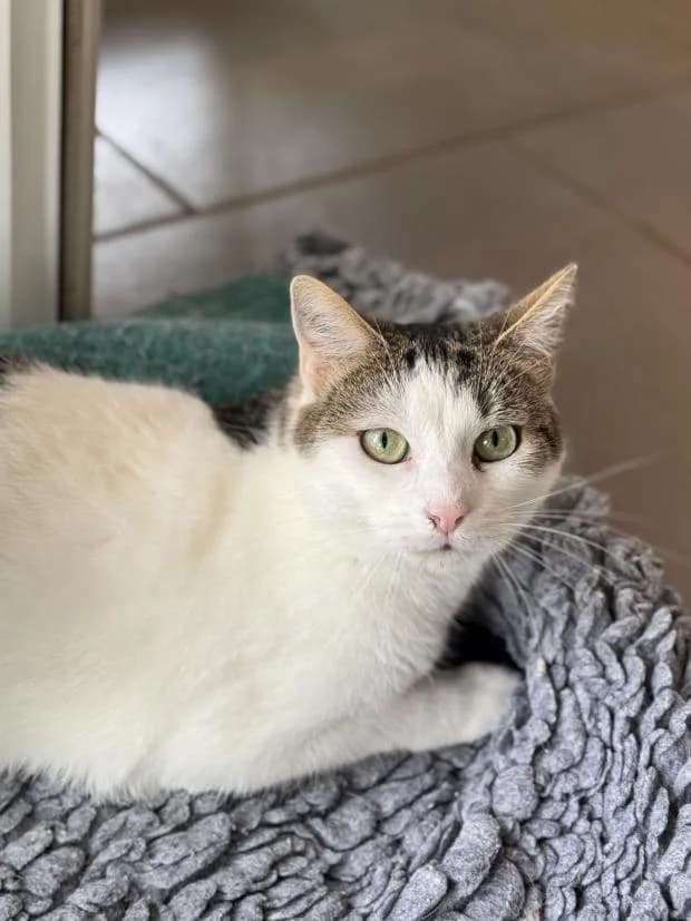 Poppy, female European Shorthair for adoption at Fondation Brigitte Bardot, Paris