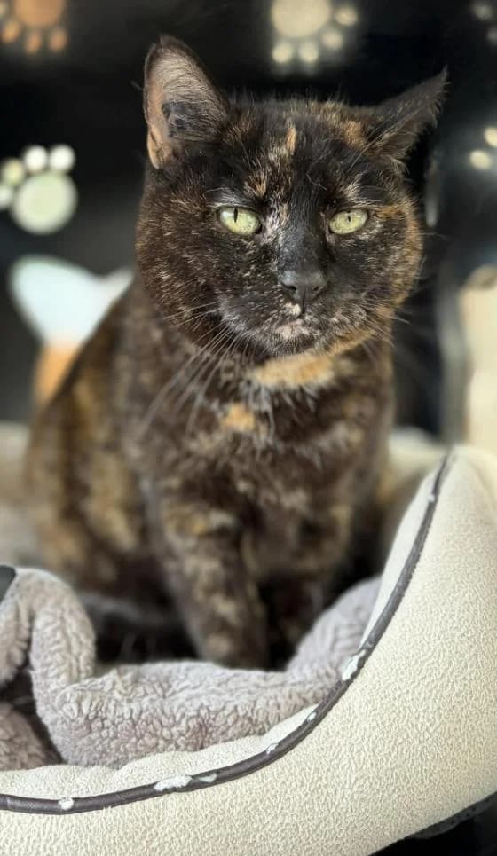 Princesse, female Mixed Breed for adoption at Fondation Brigitte Bardot, Paris